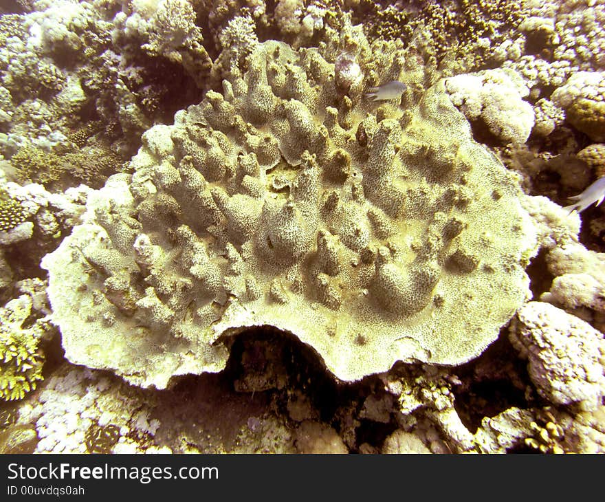 Podobacia Crustacea On Sea Bed