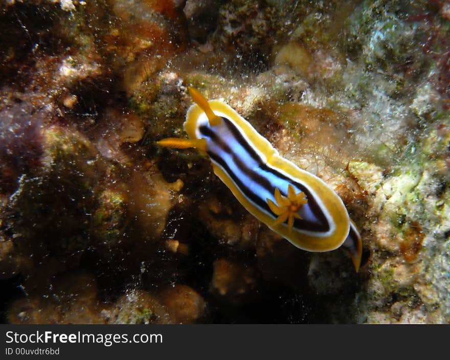 Pyjama chromodoris nudibranch on varied corals