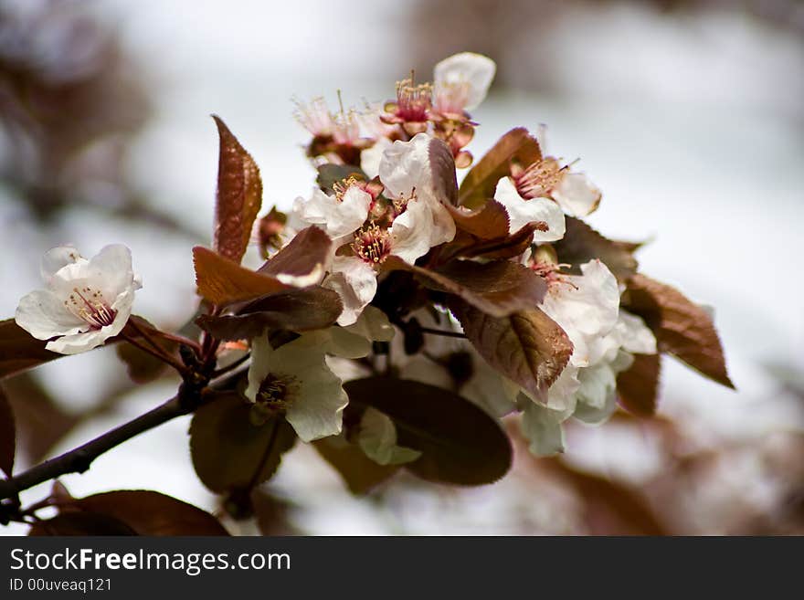 Spring photographed with high-quality SLR equipment. Spring photographed with high-quality SLR equipment.