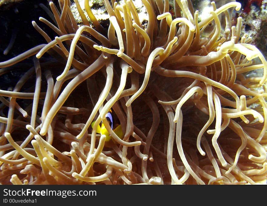 Red sea anenome fish