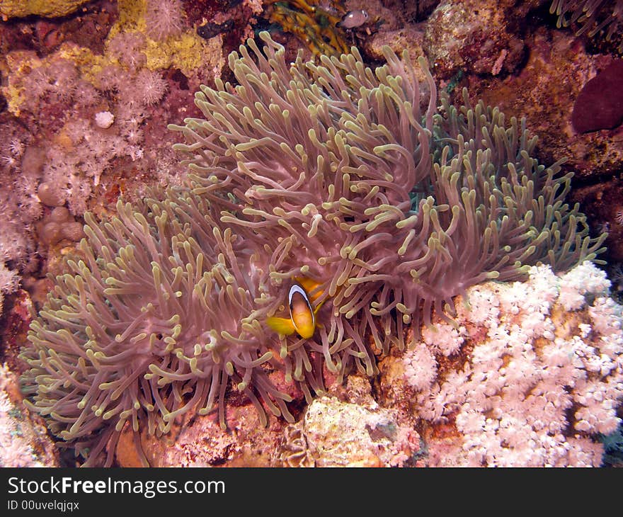 Red Sea Anenomefish