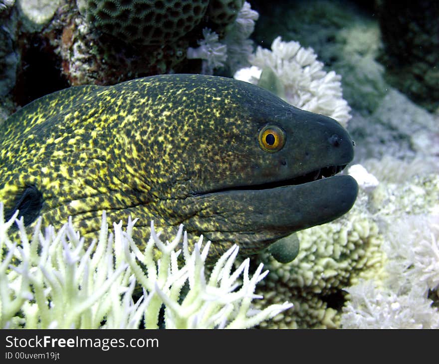 Yellowmargin moray eel