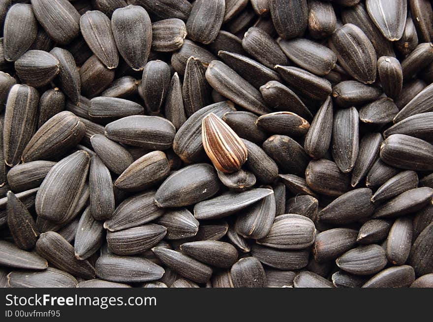 Sunflower seeds