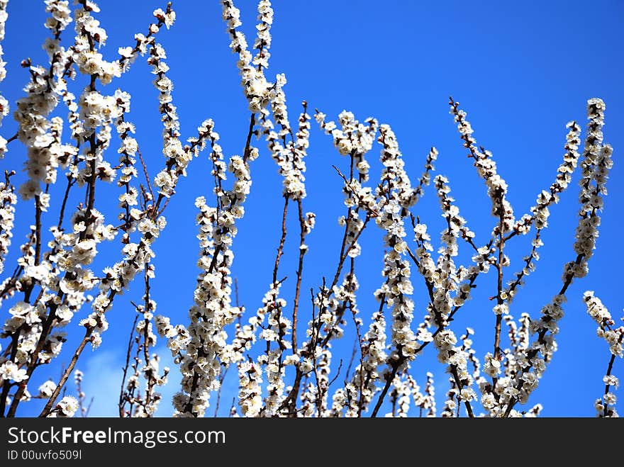 Blossoming tree over clear blue sky