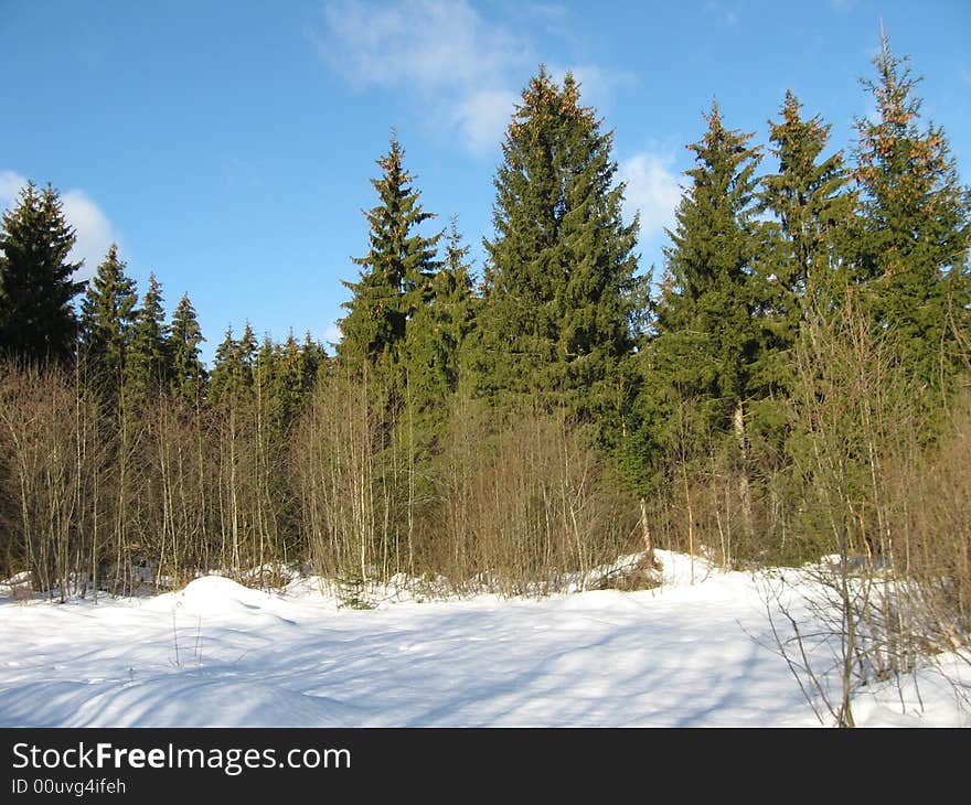 Winter forest in sanny day in Rusia. Winter forest in sanny day in Rusia