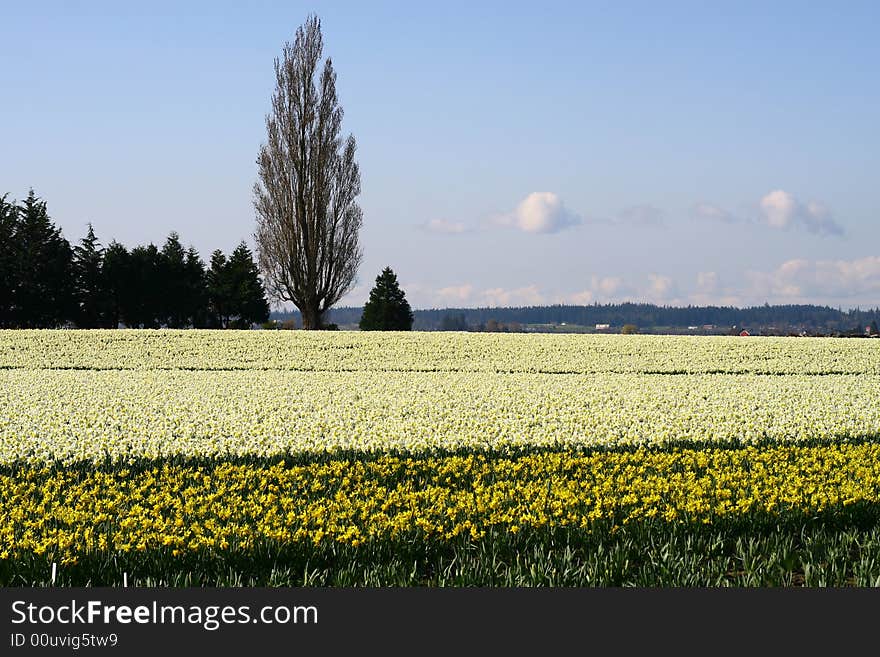 Daffodils field, Skagit Valley, WA, USA