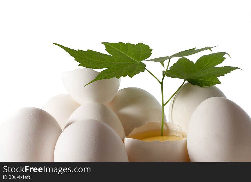 Egg and green sheet on a white background