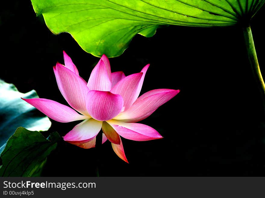 Pure Lotus symbolizes the holy and pure love. Pure Lotus symbolizes the holy and pure love.