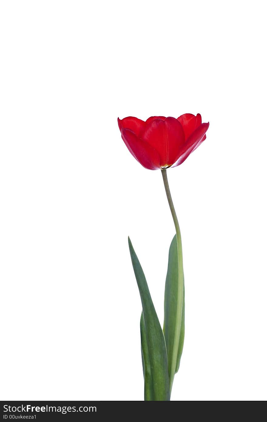 Red tulip isolated on white background