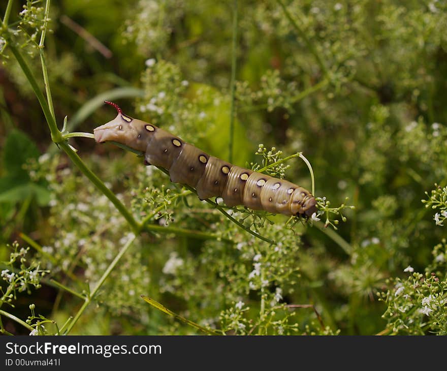 Butterfly s larva moderate climate of Russia