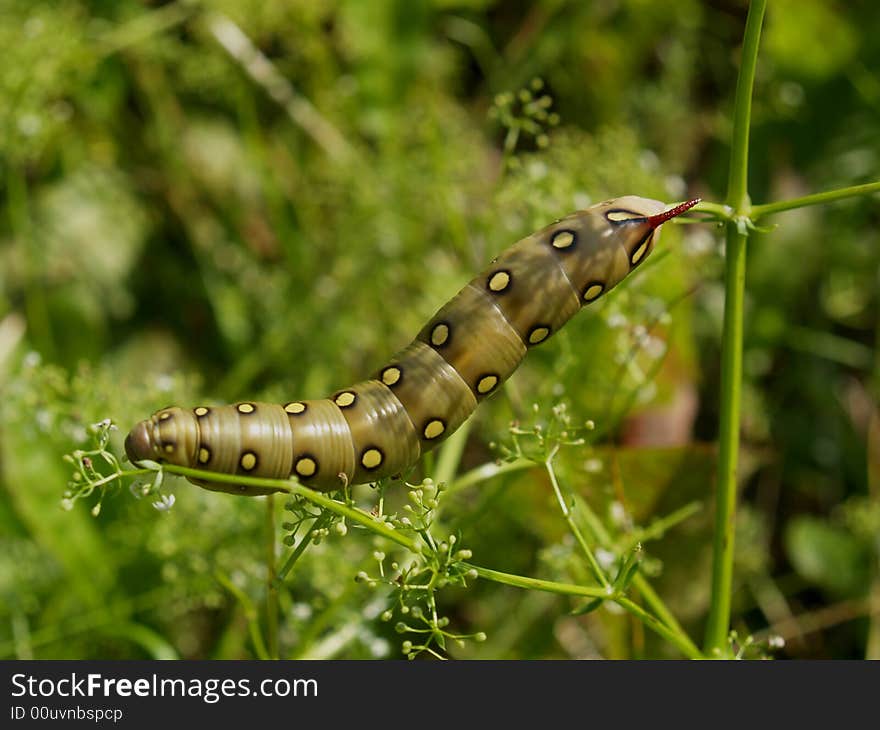 Butterfly's larva moderate climate of Russia: Celerio gallii