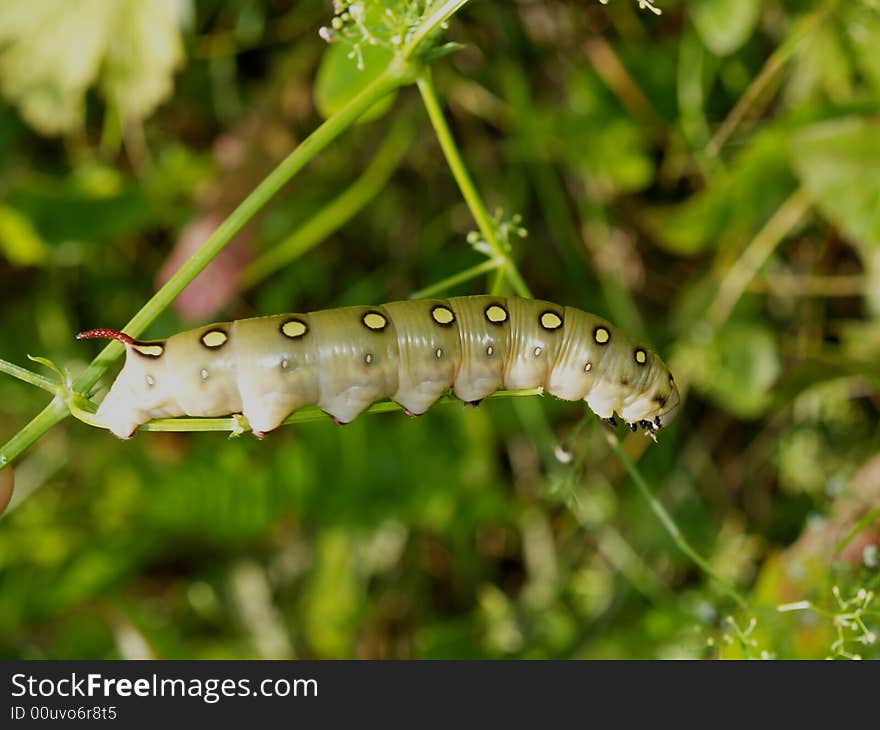 Butterfly s larva moderate climate of Russia