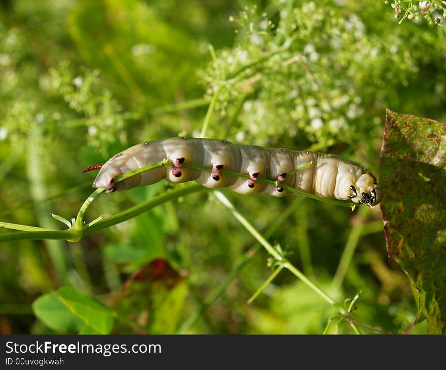 Butterfly s larva moderate climate of Russia