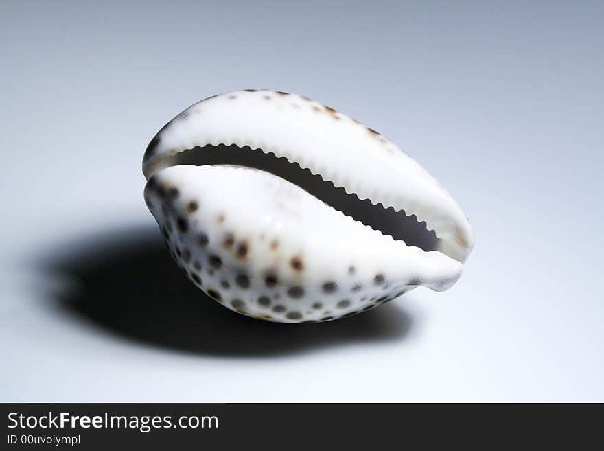 A shell isolated on a background. A shell isolated on a background