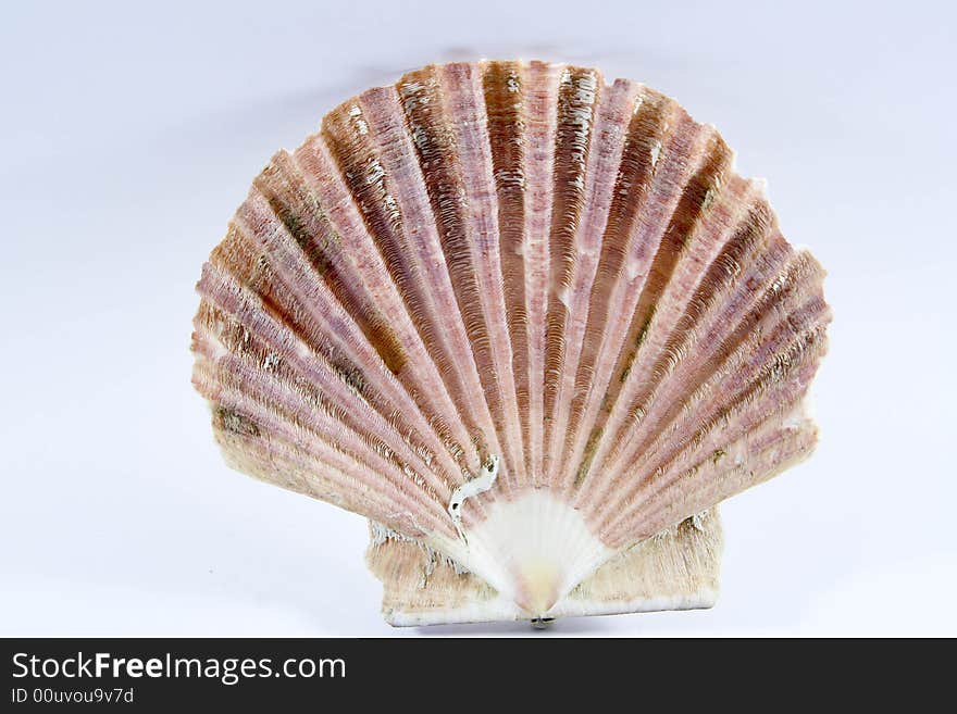 Shell isolated on a background