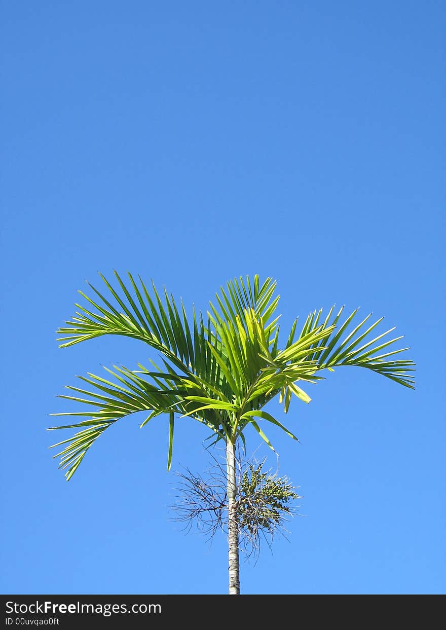 Palm tree