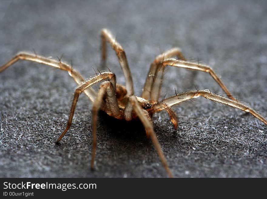 Spider isolated in dark