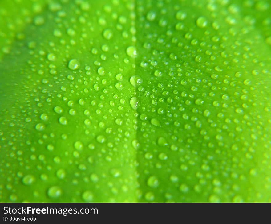 Water drops on green leaf