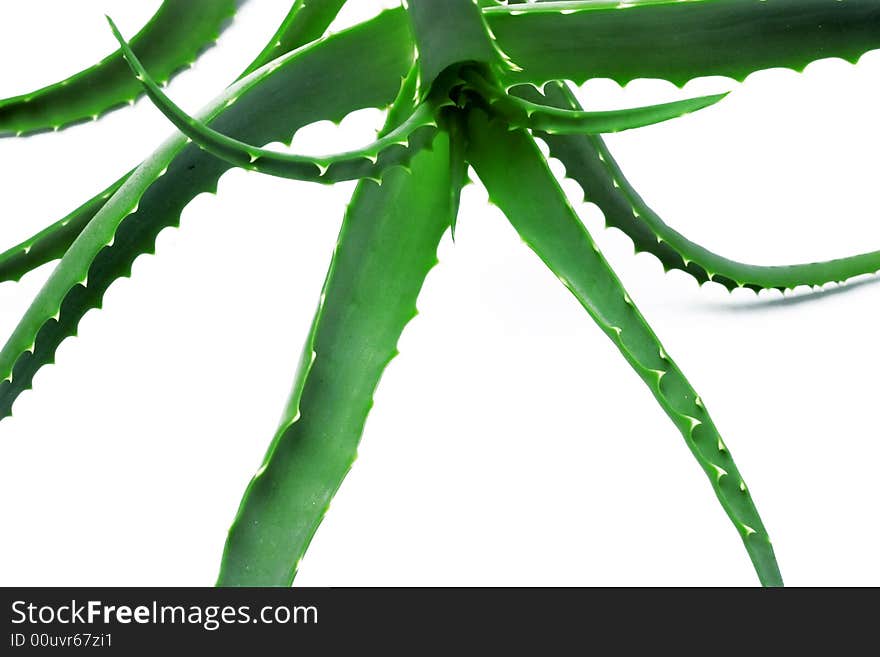 Aloe vera isolated on white background