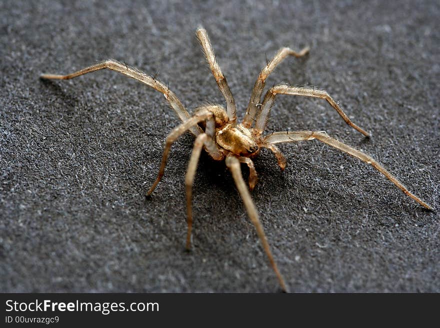 Spider isolated in dark background