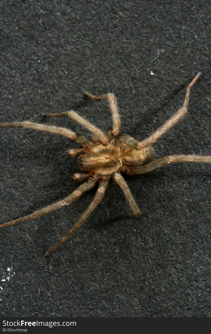 Spider isolated in dark background