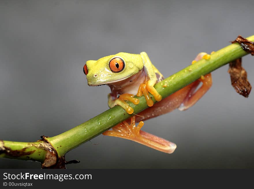 Image of a red eyed tree frog-agalychnis callidryas