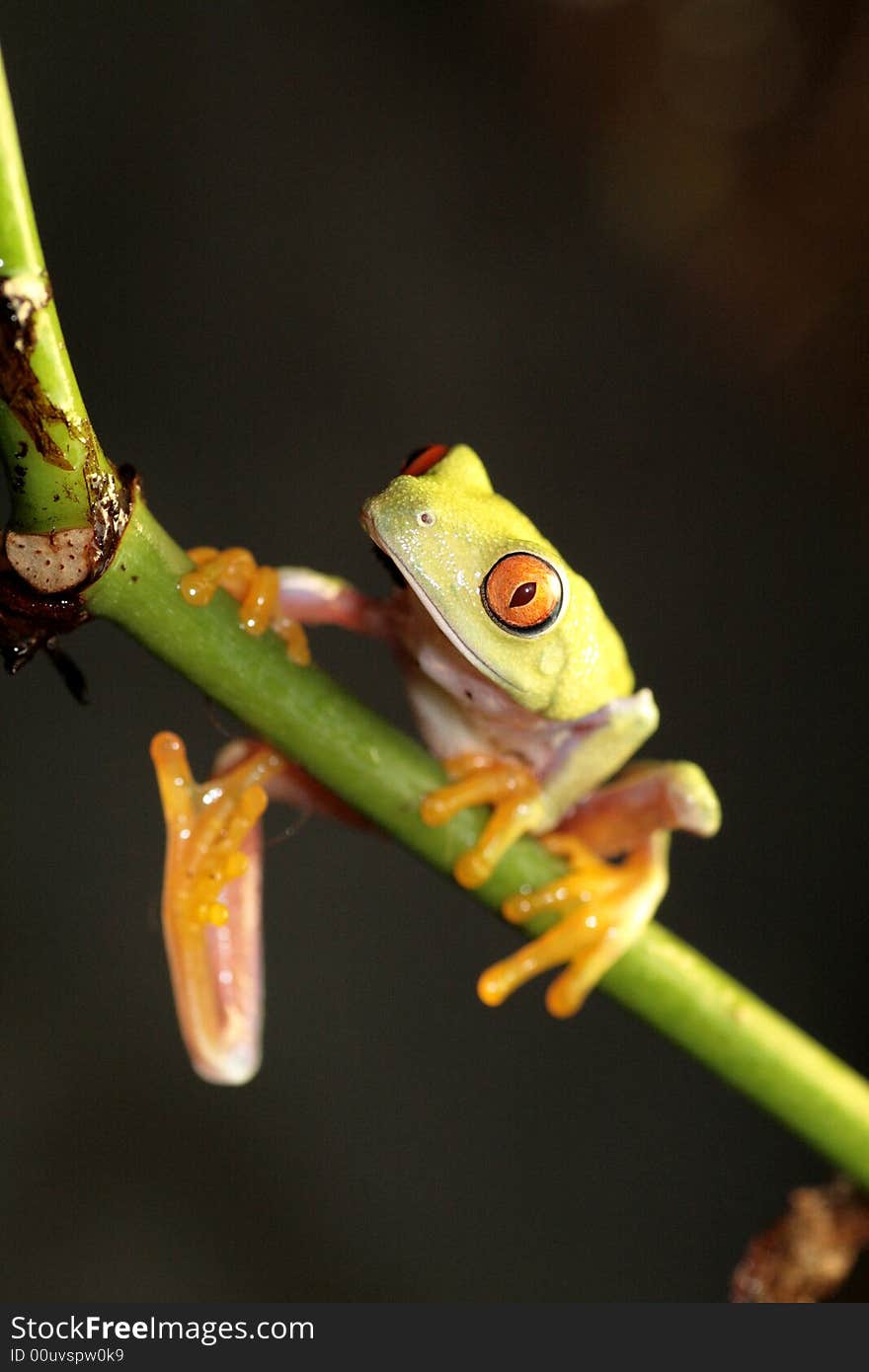 Image of a red eyed tree frog-agalychnis callidryas