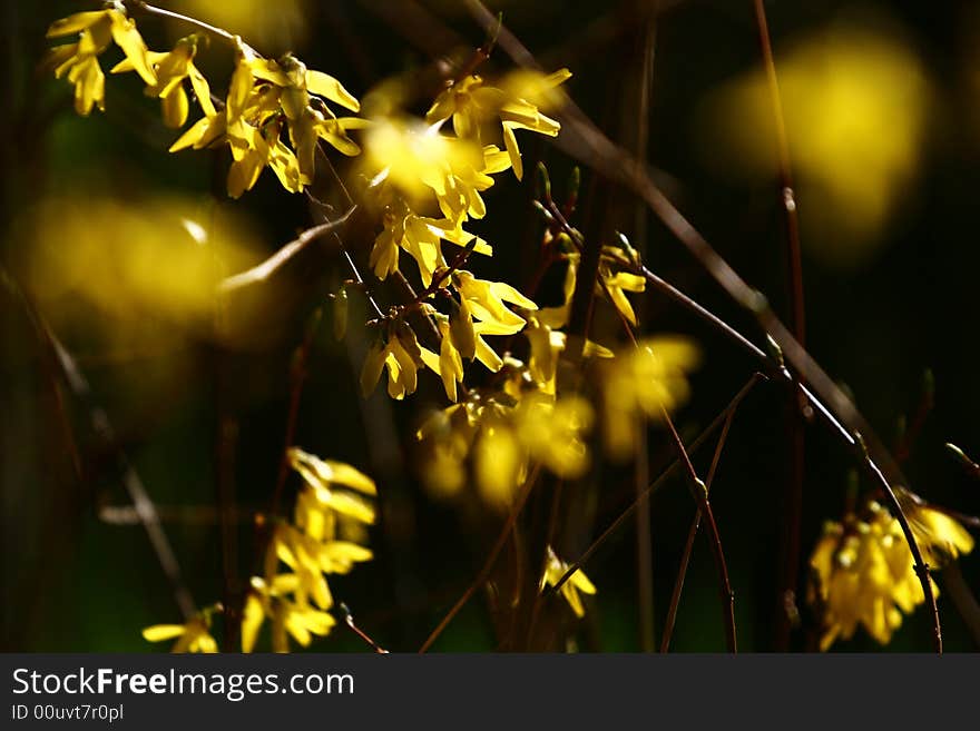 Close-up of a bright flower in sunshine. Close-up of a bright flower in sunshine