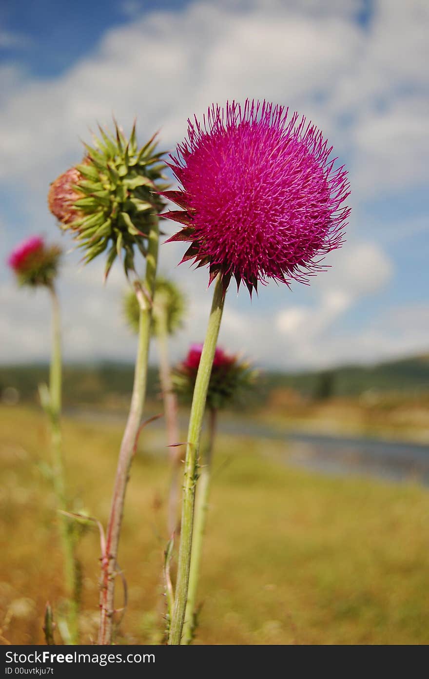 Pink spinescent flower over country landscape