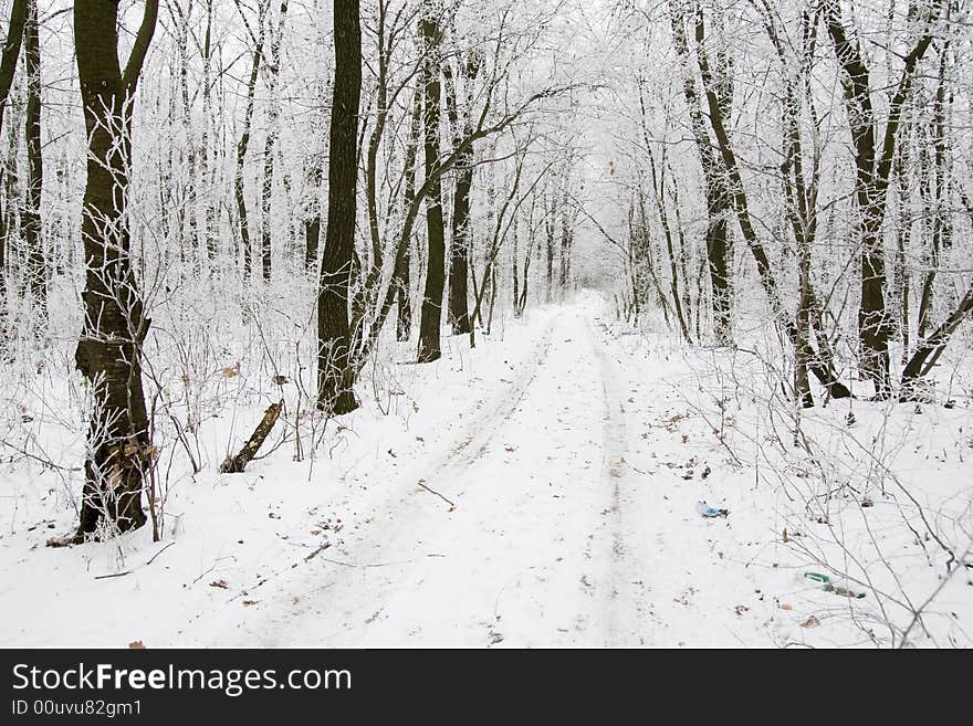 Winter forest road in Central Ukraine. Winter forest road in Central Ukraine