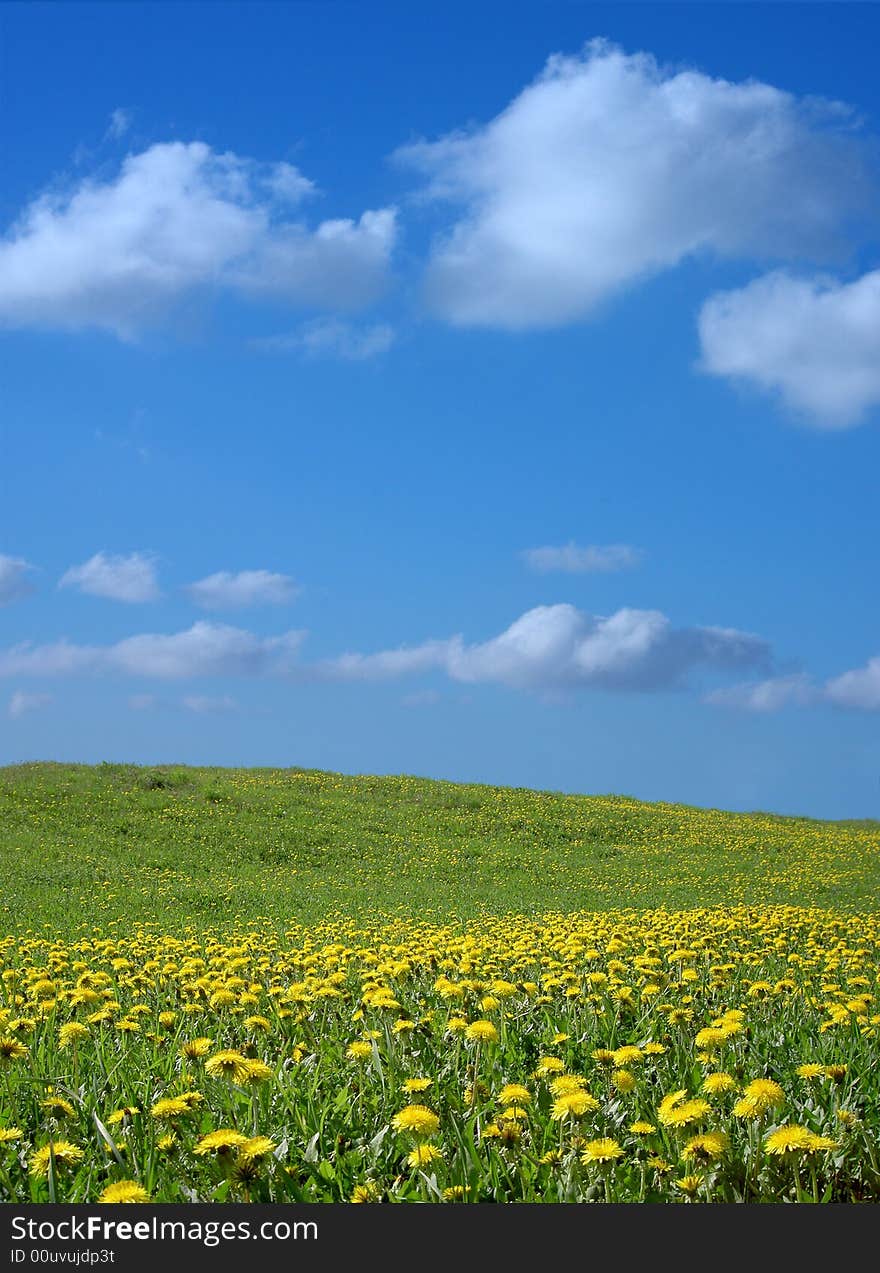 There is a green glade covered with dandelions in the clear spring afternoon. There is a green glade covered with dandelions in the clear spring afternoon.