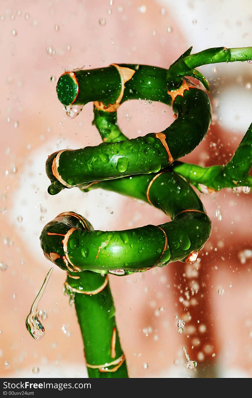 Green bamboo and water drops