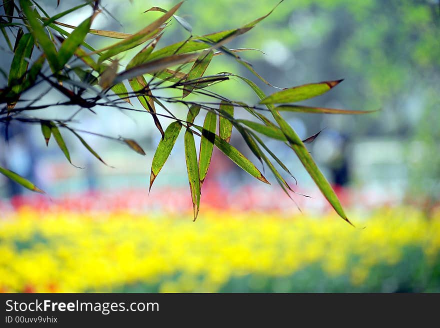 Bamboo leaves on the blur background.