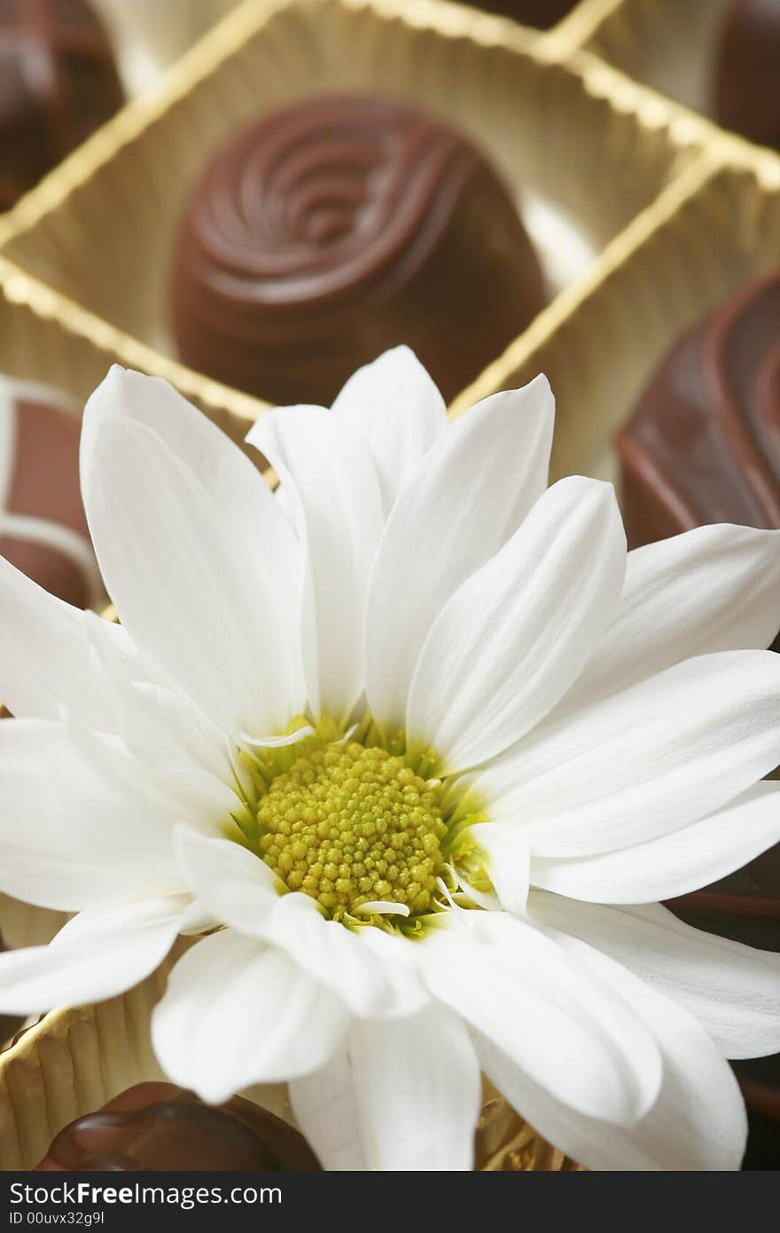 White flower on chocolate candies. White flower on chocolate candies.