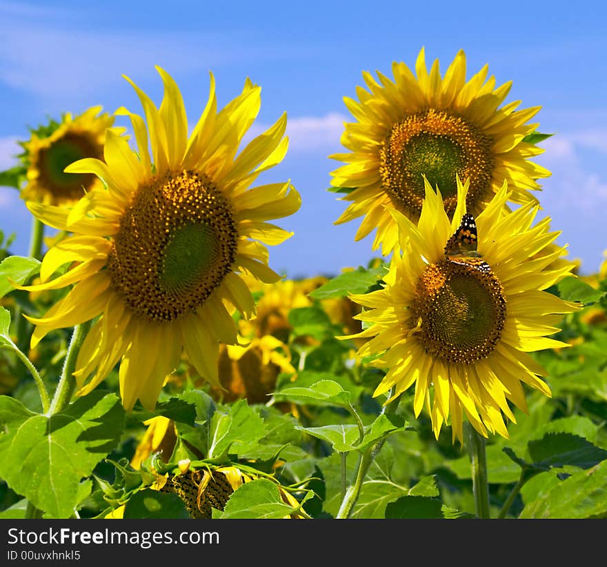 Sunflower