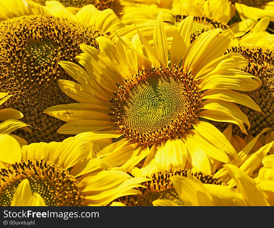 Yellow sunflowers in a bouquet