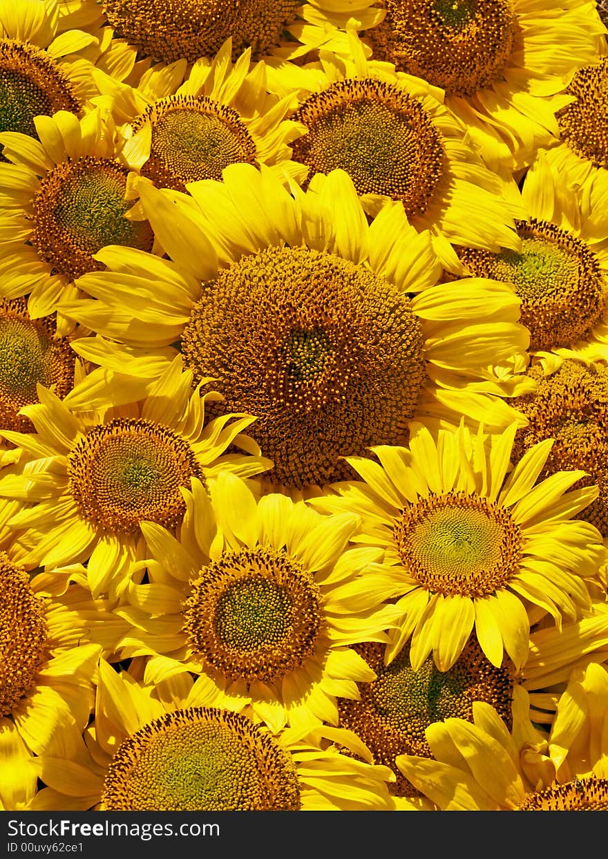 Yellow sunflowers in a bouquet