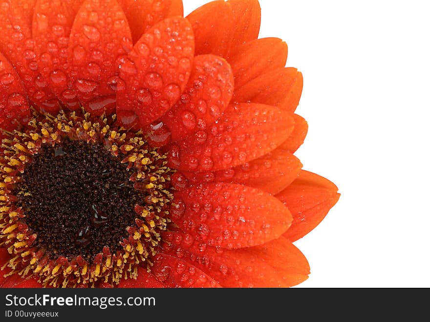 Beautiful fresh orange gerbera flower isolated on a white background. Beautiful fresh orange gerbera flower isolated on a white background