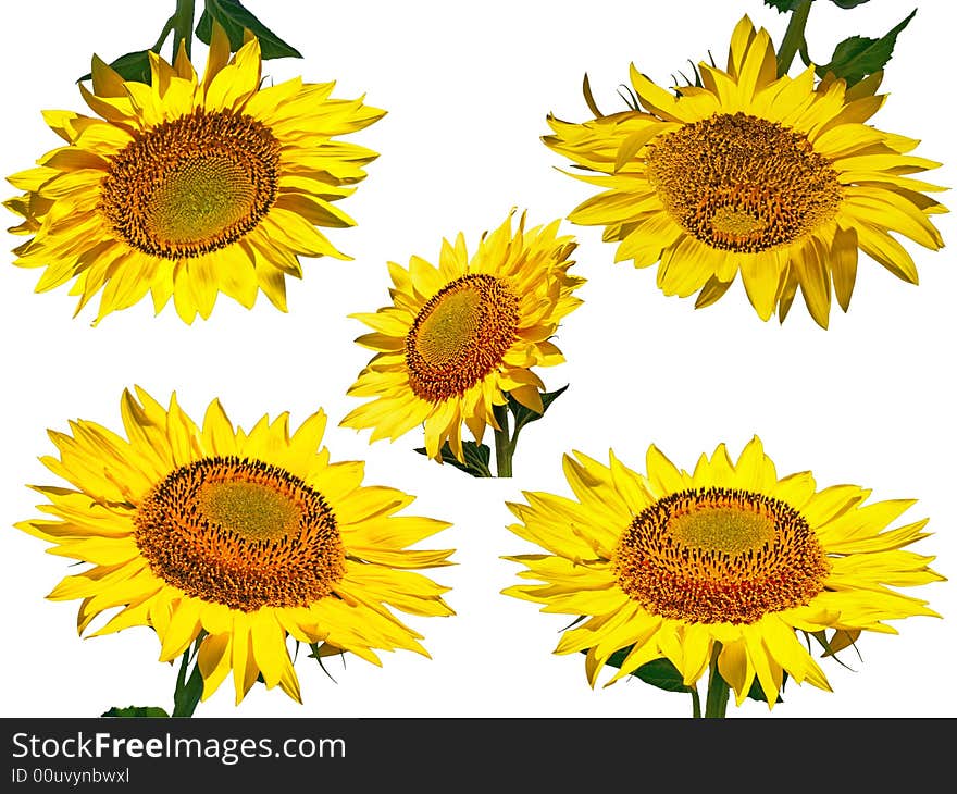 Yellow sunflowers isolated on white