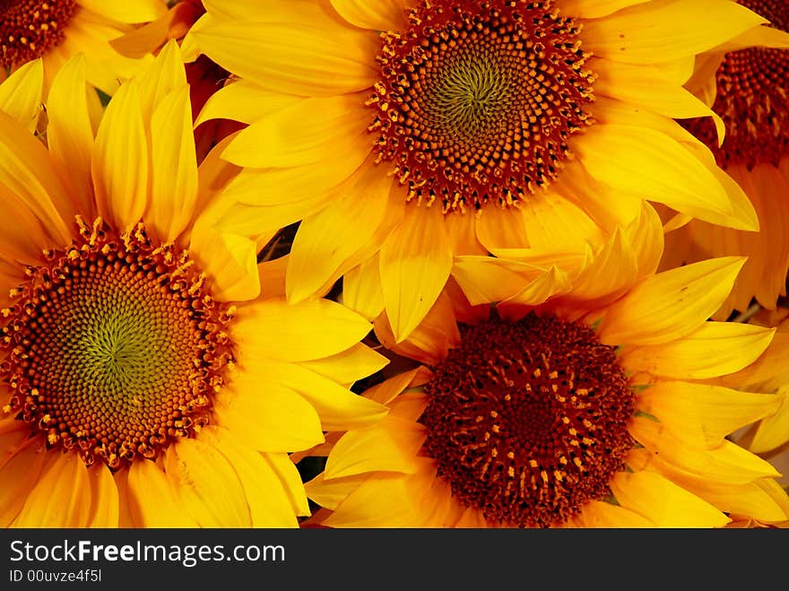 Yellow sunflowers in a bouquet