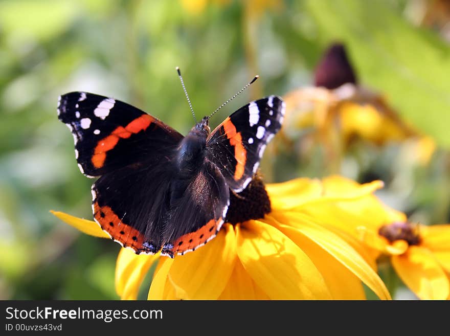 The butterfly on a yellow flower