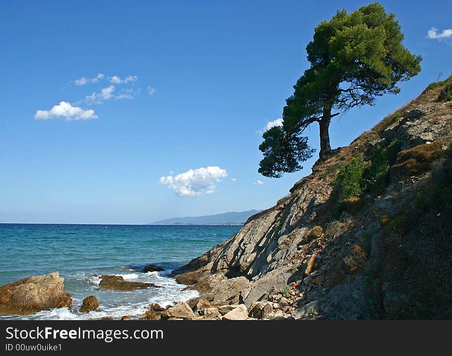 Pine in Greece