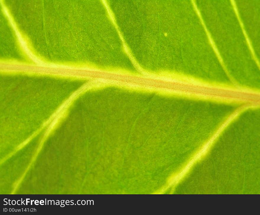 The structure of sheet of plant in the passing light creates a beautiful picture. Nature was an unsurpassed creator. The structure of sheet of plant in the passing light creates a beautiful picture. Nature was an unsurpassed creator.