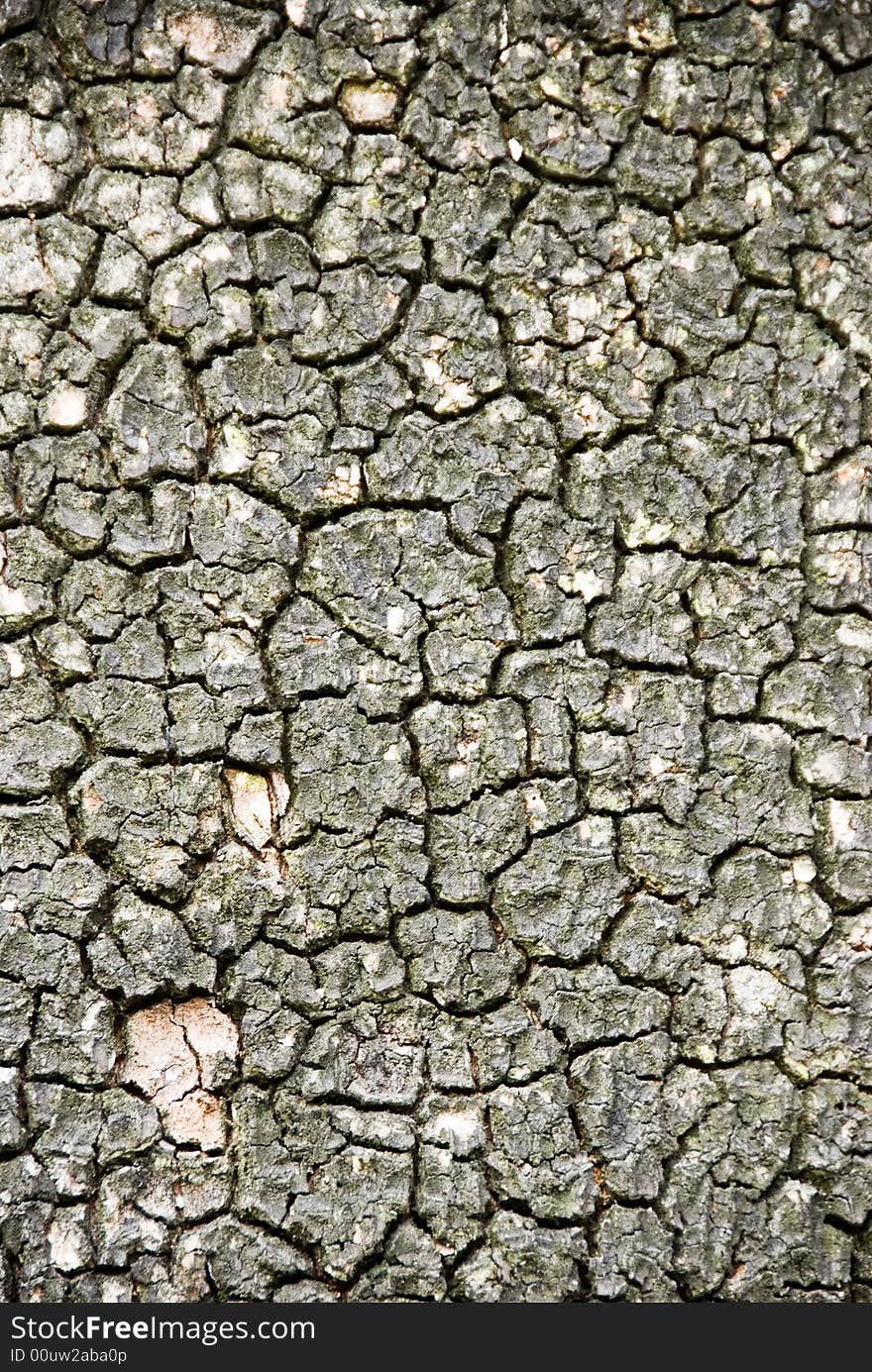 Closeup of tree bark for texture