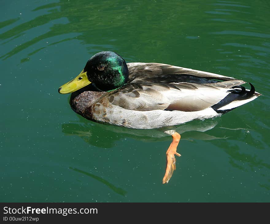 Malard Duck