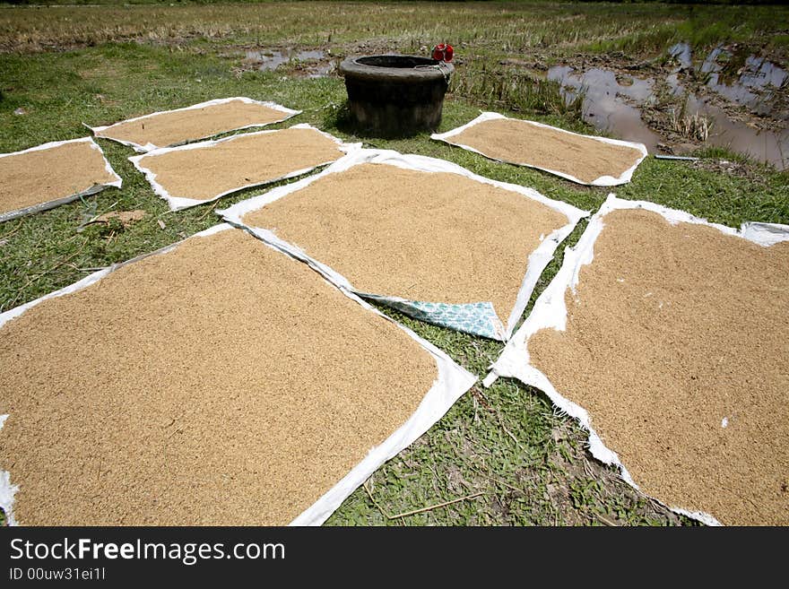 Drying paddy grain in a farm.