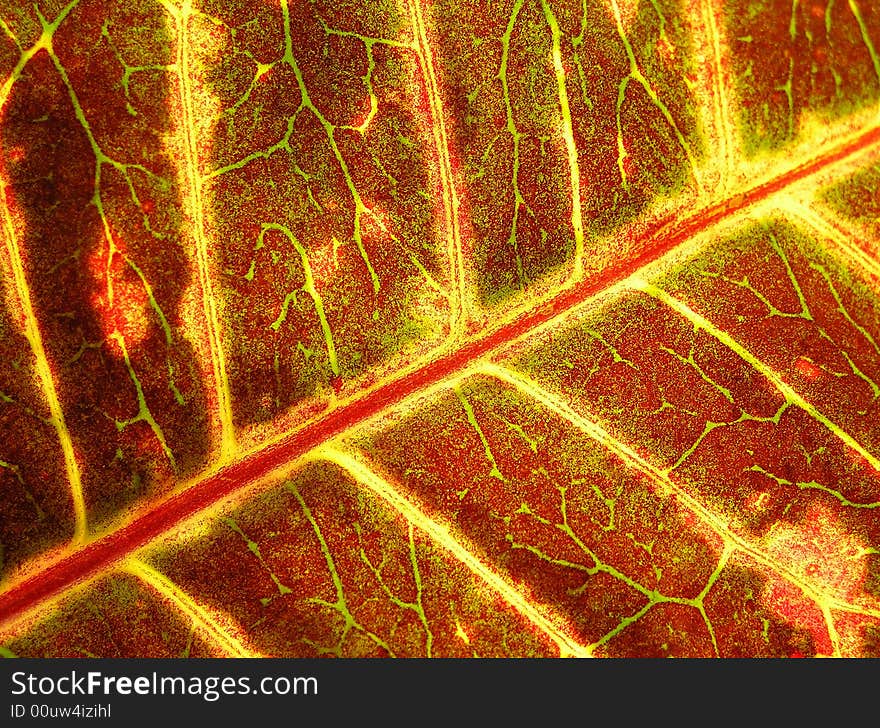 The structure of sheet of plant in the passing light creates a beautiful picture. Nature was an unsurpassed creator. The structure of sheet of plant in the passing light creates a beautiful picture. Nature was an unsurpassed creator.