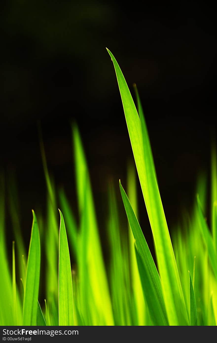 New leaves in spring