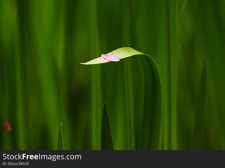 A petal in the late spring