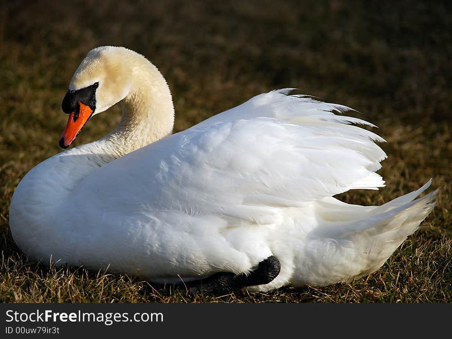 Mute Swan (Cygnus olor)